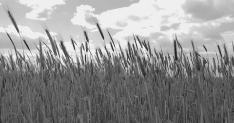 Rye stalks, close, 4K slow motion Stock Footage 169447328