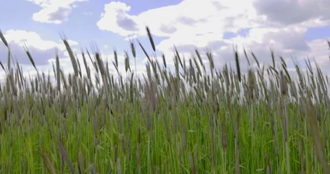 Rye stalks, close, 4K slow motion Stock Footage 169447354