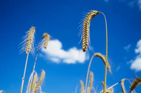 Rye stalks Stock Photos
