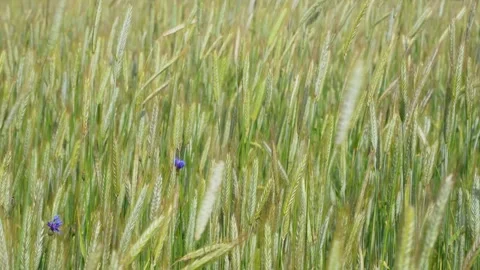 Rye stalks sway in the wind 스톡 동영상 321481173