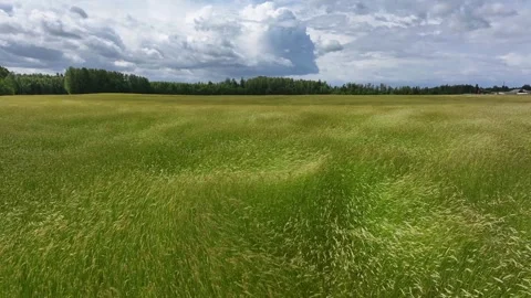 Rye stalks sway in the wind Stock Footage 321587549