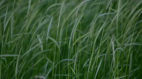 Rye stalks swayed in the wind Stock Footage 2205796