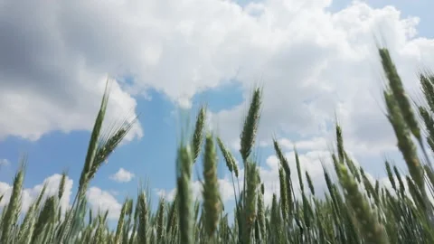 Rye stalks swaying in wind in rural field under cloudy sky Stock Footage 336977971