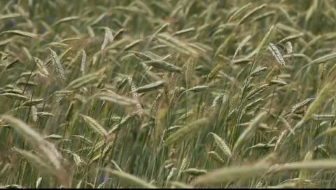 Rye stems in wind. Stock-Footage 11285289
