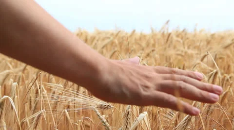 Rye - stroke with hand Stock Footage 26225478