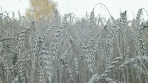 Rye at Sunset Close Up Focus Shift Stock Footage 153487419
