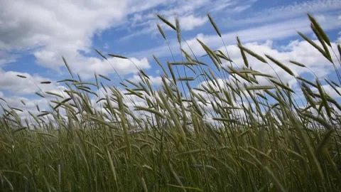 Rye sways in the wind against the blue sky Stock Footage 140781043