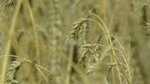Rye sways in the wind. Stock Footage 158082646
