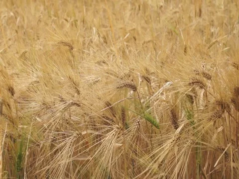Rye swinging in the wind Stock Footage 145368771
