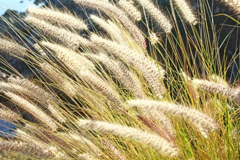 The rye was beginning to ear Stock Photos