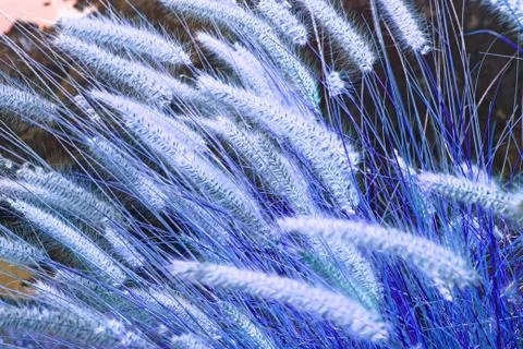 The rye was beginning to ear Stock Photos