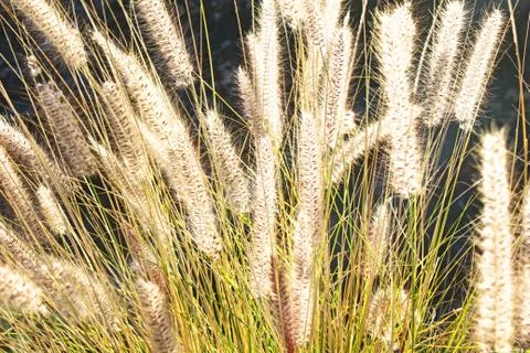 The rye was beginning to ear Stock Photos