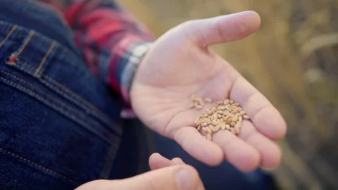 Rye, wheat or barley grains on palm of male farm worker, harvesting in farmland. Stock Footage 341565913