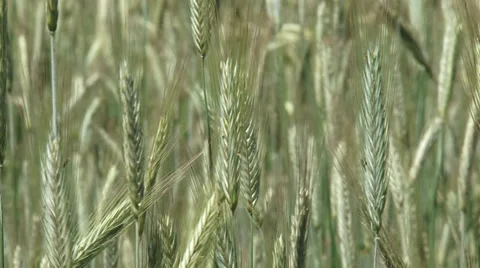 Rye, wheat, Secale cereale - close up Stock Footage 30703294