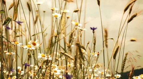 Rye,cornflower,chamomile field Stock Footage 7729058