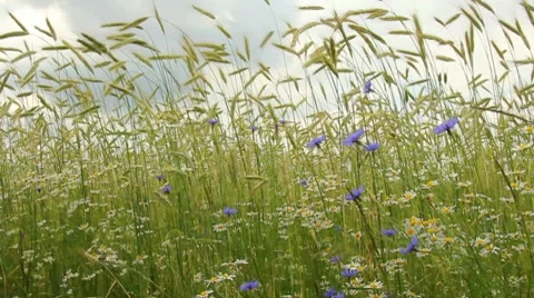 Rye,cornflower,chamomile field Stock Footage 7729061