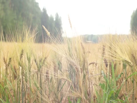 Ryefield swinging in the wind Stock Footage 145368532