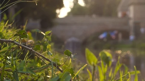 Ryegrass on the sunset Stock Footage 101727318