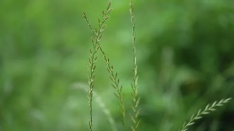 Ryegrass swaying in the wind Stock Footage 277617411