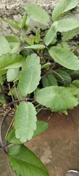 Ryophyllum Plant | Amazing Succulent with Tiny Plantlets - leaves 库存照片