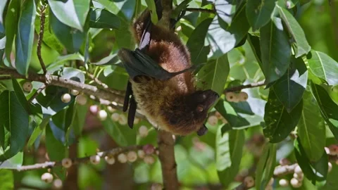 Ryukyu Flying Fox Feeding on Figs. Stock Footage 314219384