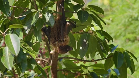 Ryukyu Flying Fox Feeding on Figs. Stock Footage 314219412