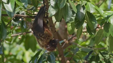 Ryukyu Flying Fox Feeding on Figs. Stock Footage 314219656