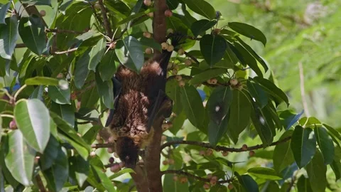 Ryukyu Flying Fox Resting in a Fig Tree. Stock Footage 314219366