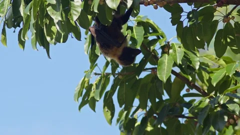 Ryukyu Flying Fox Resting in a Fig Tree. Stock Footage 314219673