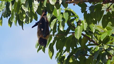 Ryukyu Flying Fox Resting in a Fig Tree. Stock Footage 314219692