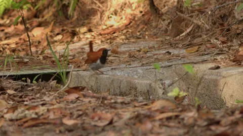 A Ryukyu Robin Hopping on the Ground and Beating Wings. Stock Footage 299708015