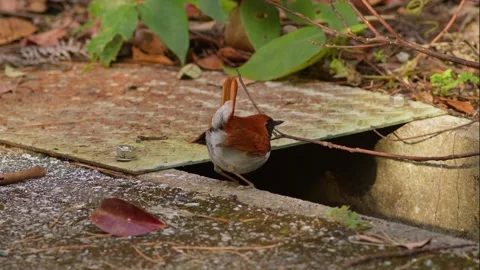 A Ryukyu Robin Hopping on the Ground and Beating Wings. Stock Footage 300825499