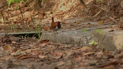 A Ryukyu Robin Hopping on the Ground and Beating Wings. Stock Footage 312865211