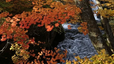Ryuzu waterfall with colorful tree forest in autumn Stock Footage 104513438