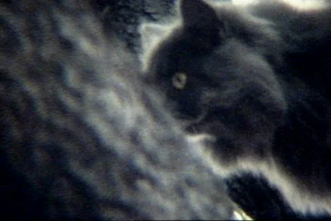 S BOB 10 Stock Footage 474777