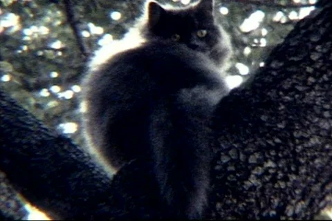 S BOB 8 Stock Footage 474869