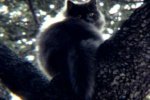 S BOB 9 Video stock 474875