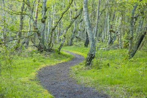 S shape path in the forest in Bornholm the island of Denmark Stock Photos