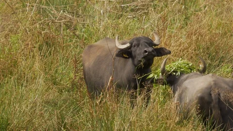 S001565CS Water buffalo Bubulis bubulis paair in rank vegetation Stock Footage 87048801