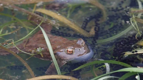 S006024T4k10b25p Common toad Bufo bufo male amongst spawn close up Stock Footage 108076732