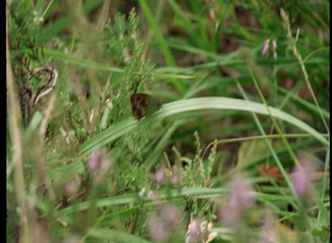 S16 BUTTERFLY 1 Stock Footage 306766277
