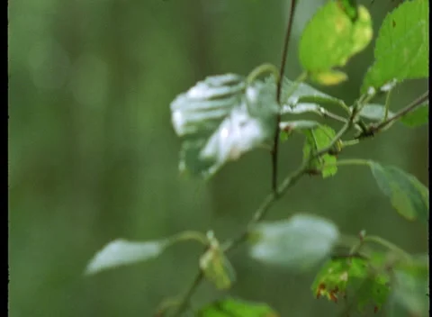 S16 LEAVES 1 Stock Footage 306766280