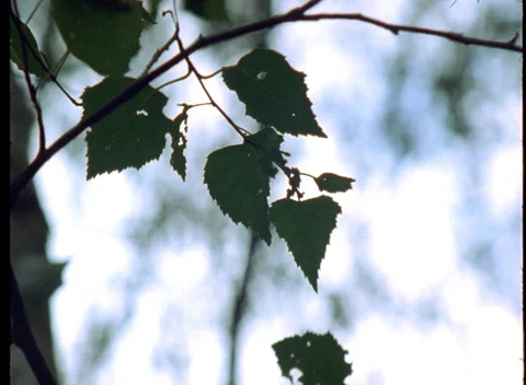 S16 LEAVES 2 Stock Footage 306766286
