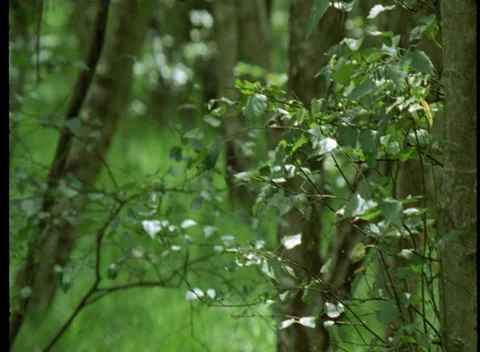S16 LEAVES 3 Video stock 306766298