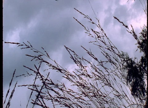 S16 WIND THROUGH WOODS 1 Stock Footage 306766526