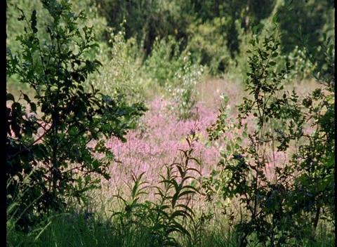 S16 WIND THROUGH WOODS 2 Video stock 306766354