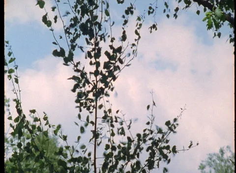 S16 WIND THROUGH WOODS 3 Stock Footage 306766518