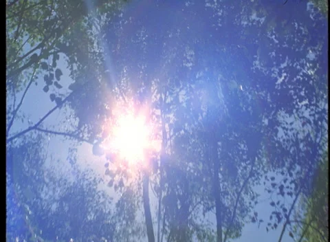 S16 WIND THROUGH WOODS 4 Stock Footage 306766522