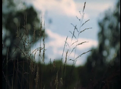 S16 WIND THROUGH WOODS 5 Video stock 306766411