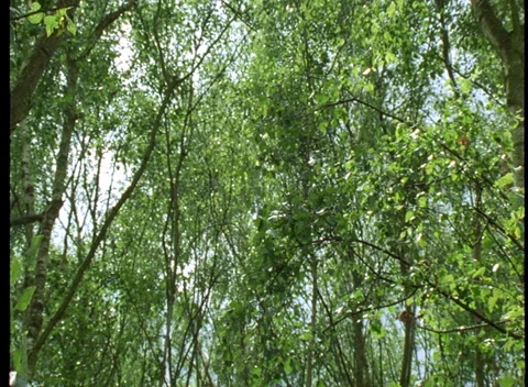 S16 WOODS 1 Stock Footage 306766525